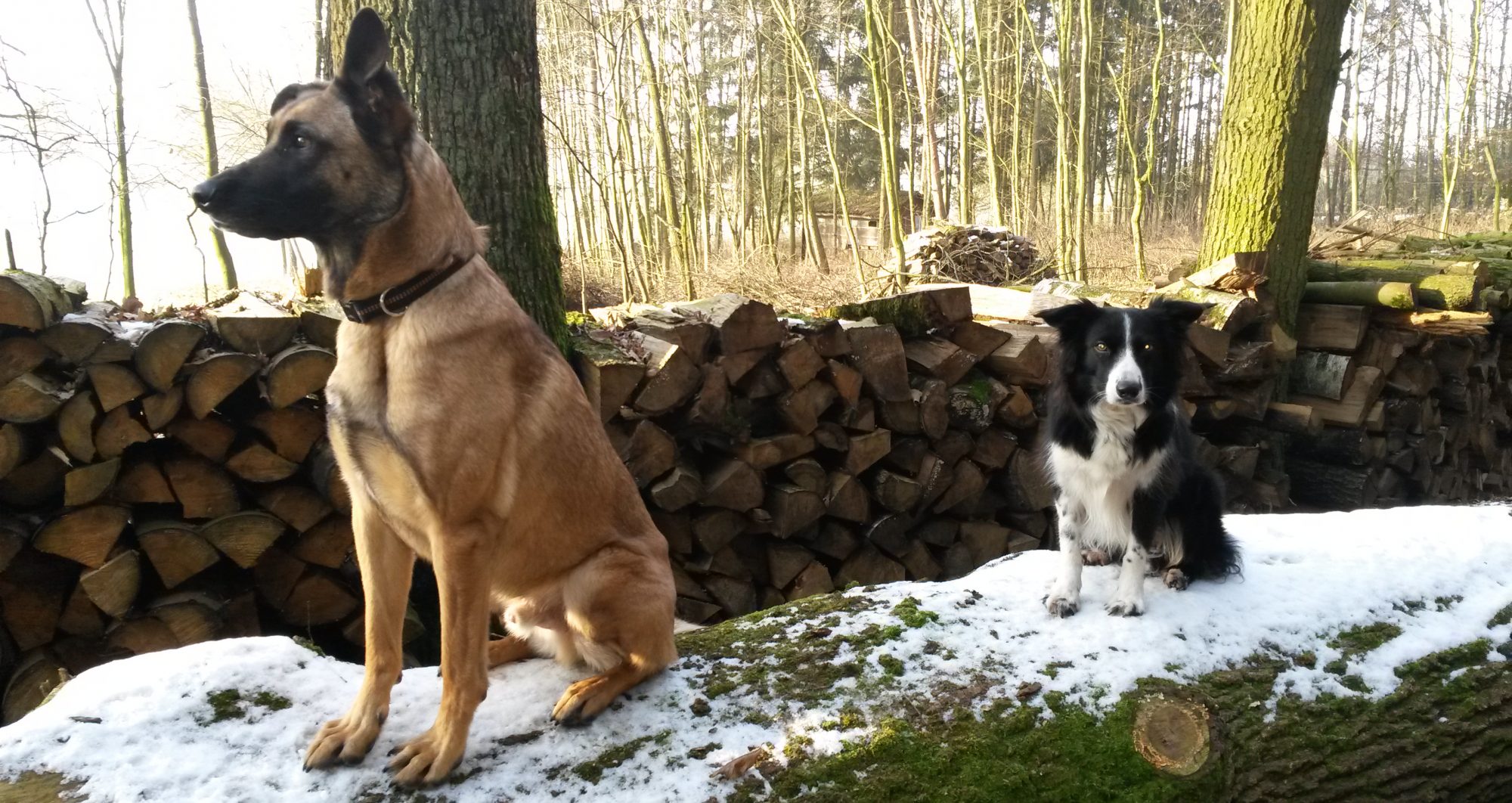 Hundeausbildung Limes-Dog