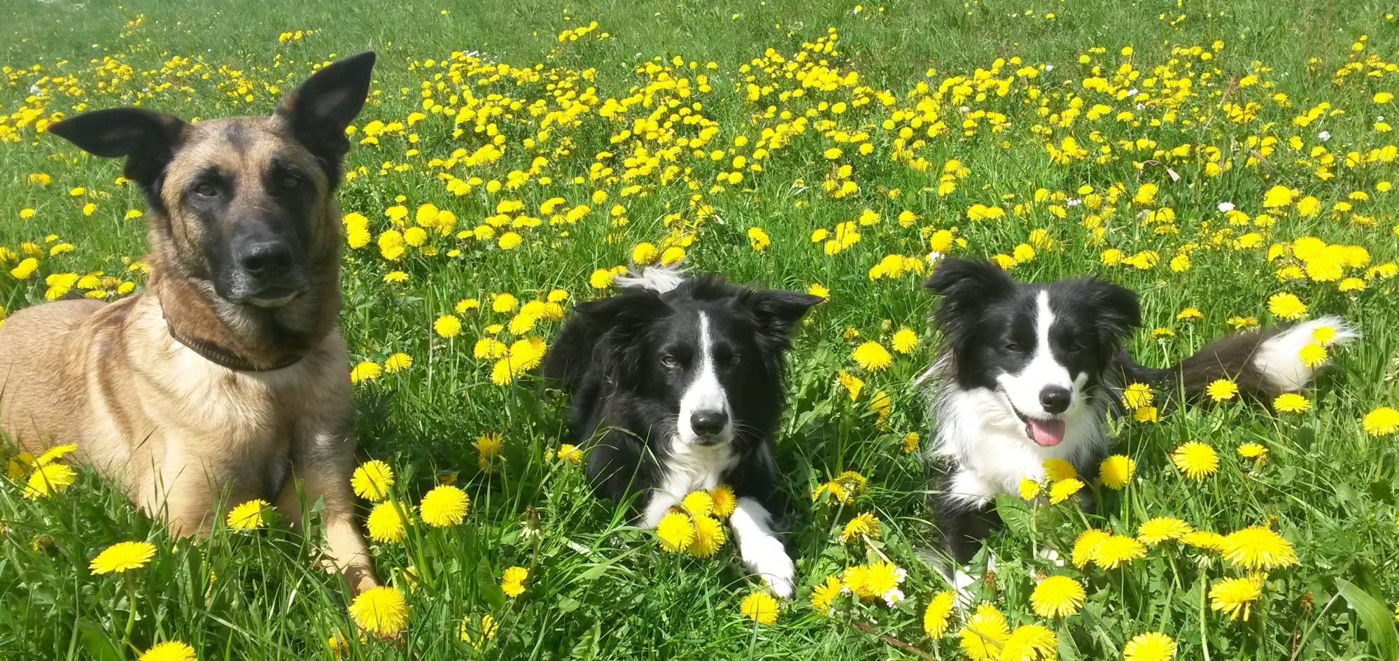 Hundeausbildung Limes-Dog