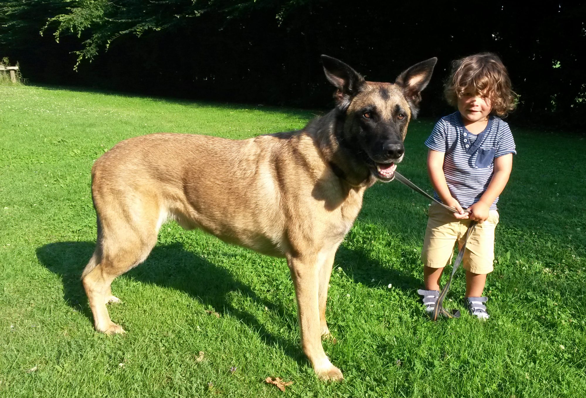 Hundeausbildung Limes-Dog